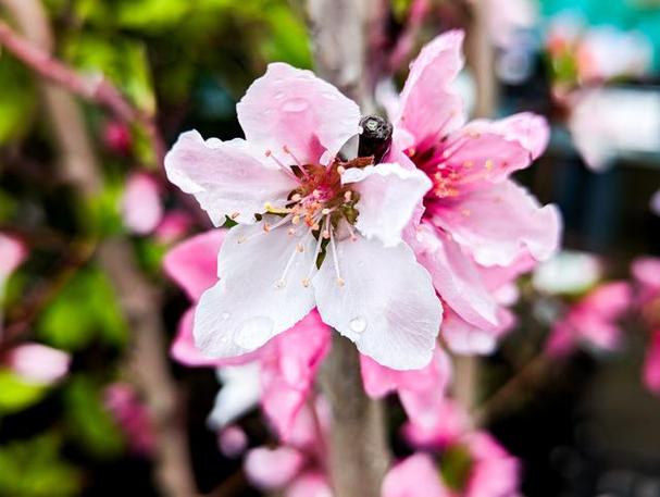 桃花:花开叶先知