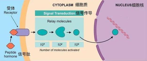 信号肽只要接触到细胞膜上的受体就能发挥作用图片来源:broscience