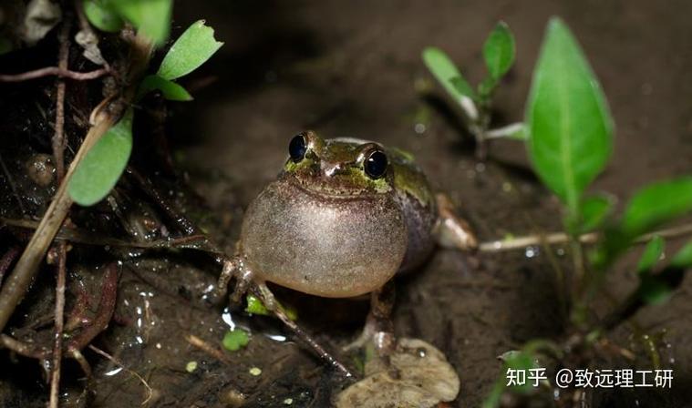 致远理工研 专注日本理工科升学