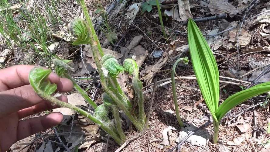 东北野菜"微菜"两分钟就能采一塑料袋,要是采一天