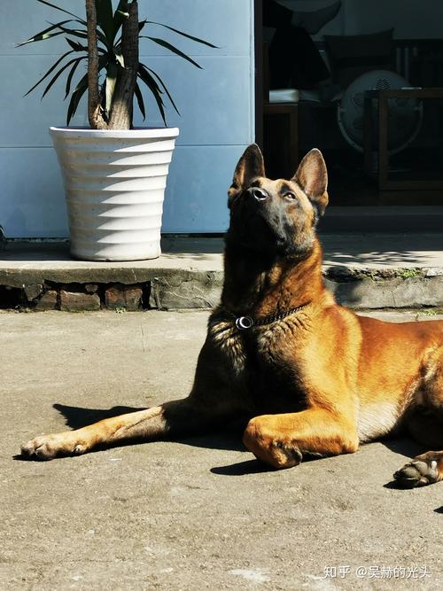 马犬凶猛吗,适合在城市里饲养吗?