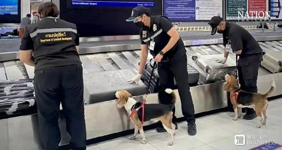 一定要看重要提醒泰国曼谷机场的嗅探犬已经忙坏了