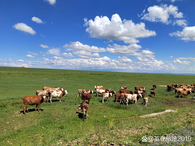 蓝天白云下,绿草如茵,牛群悠闲地享受着美食时光