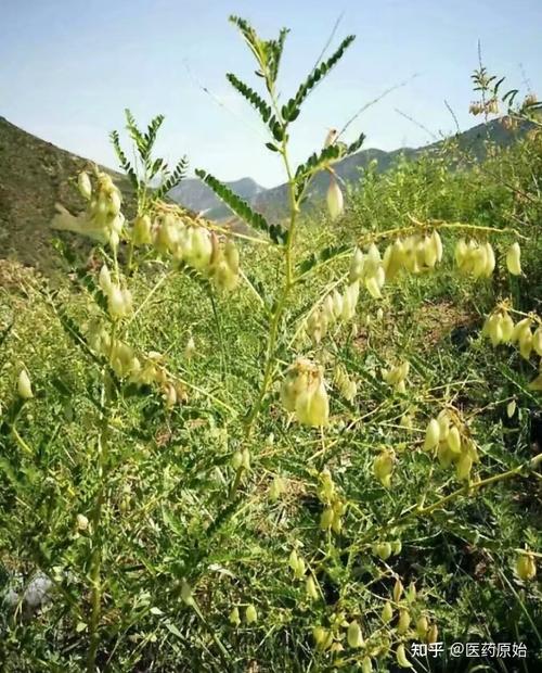 带你认识黄芪