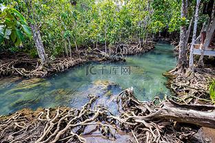 热带树根或 tha pom 红树林在沼泽森林和流水中,泰国