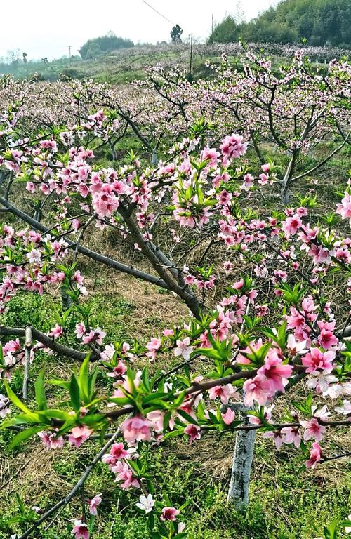 「散文」三月春风来,又见桃花开