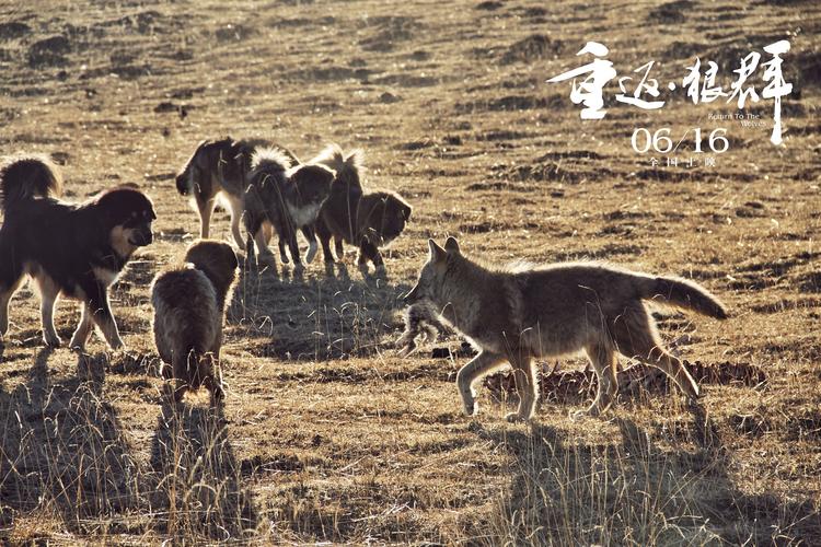 冯绍峰再度与狼结缘 为《重返ⷁ狼群》倾情献声