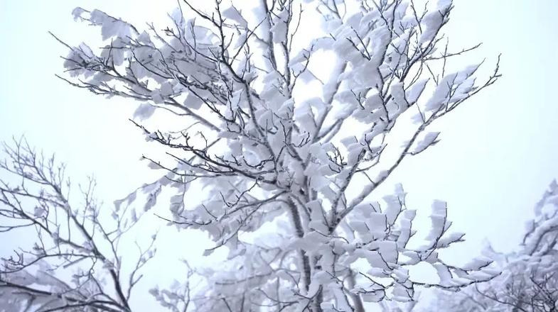 冬雪飘,垂枝条,千里凝云,万里扶摇