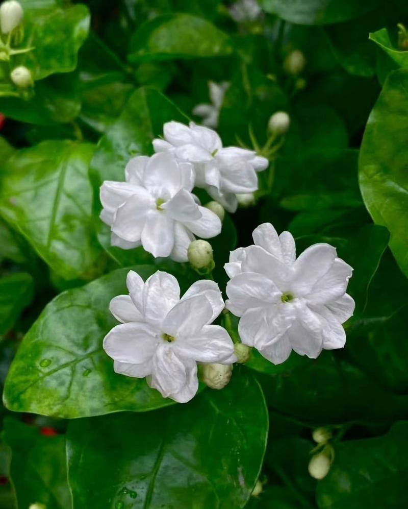 好一朵茉莉花