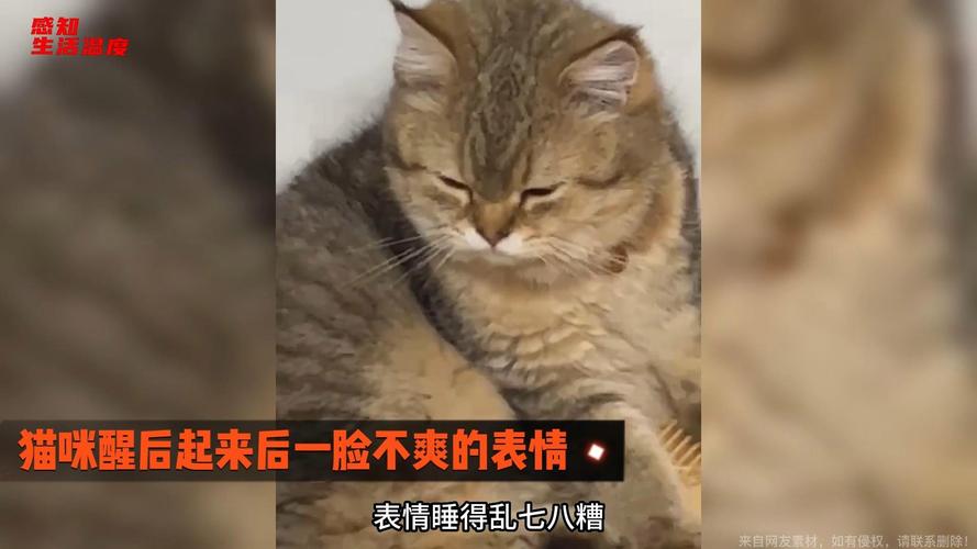 猫咪被主人开灯吵醒一脸不爽