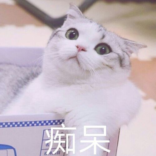 萌猫喵喵表情包