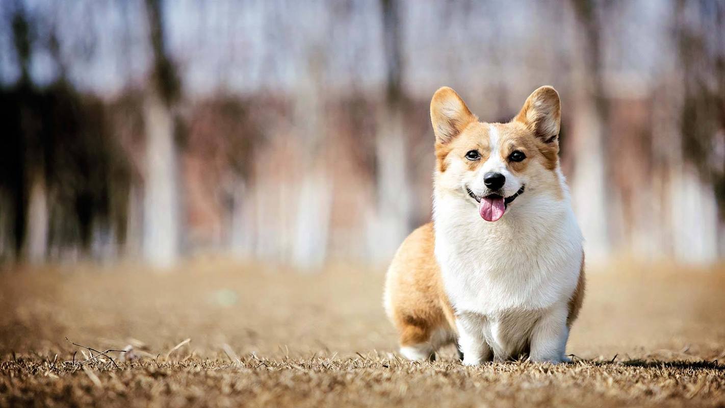 可以短期飼養(yǎng)的寵物狗有哪些（適合短期靜養(yǎng)的地方）