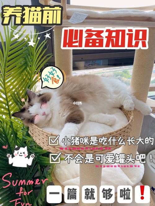 小猪咪是吃什么长大的!不会是可爱罐头吧!