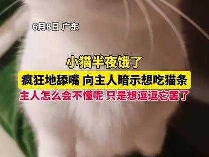 小猫半夜感到饥饿,疯狂地舔着嘴巴,向主人示意想要吃点猫条