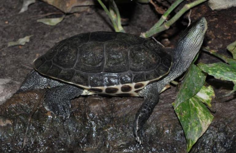 <p>花龟(学名:<i>mauremys sinensis</i>)是龟科,拟水龟属动物