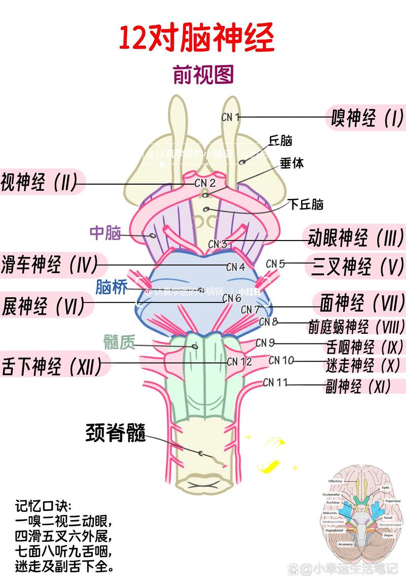 12对脑神经