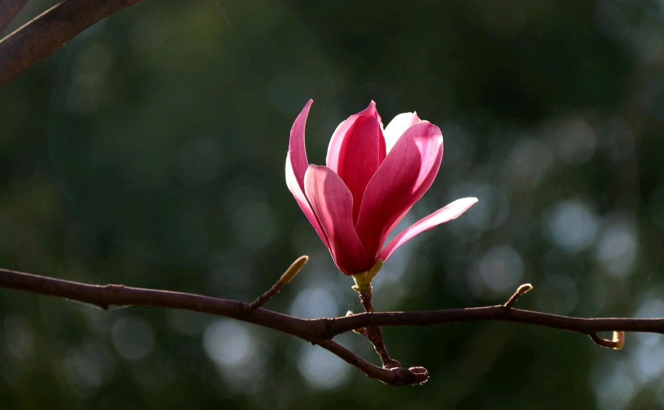 玉兰花开色紫嫣,千里春风醉蕊间