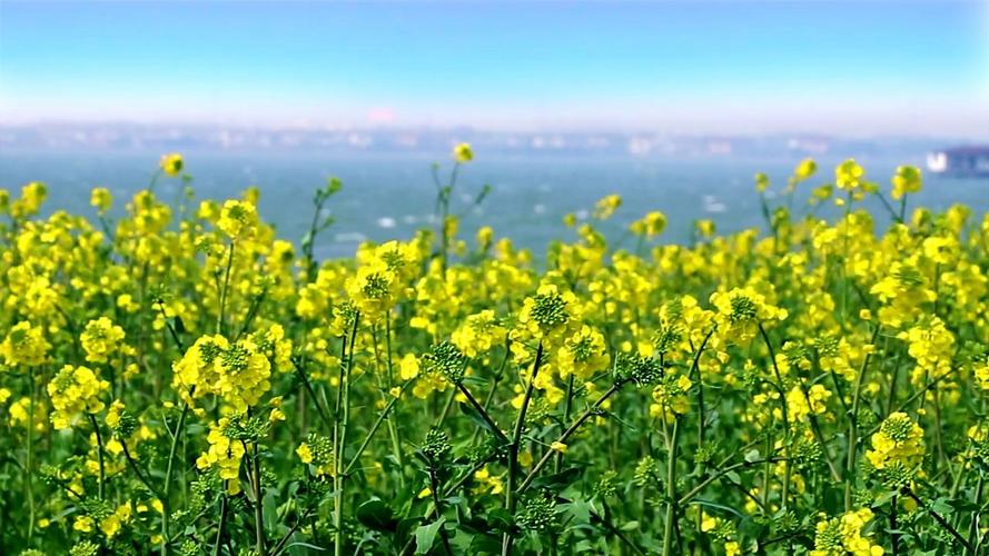 油菜花开的季节