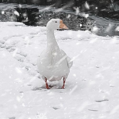 冬雪大白鹅