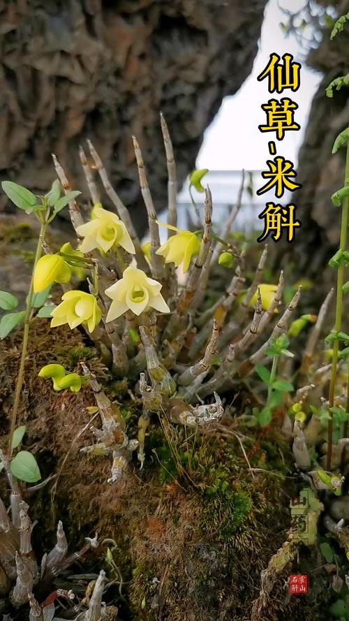 霍山米斛花,您喝过吗