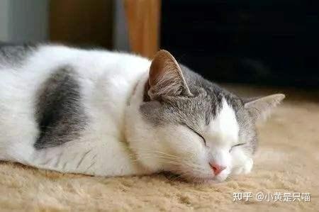  猫为什么总睡觉「为什么猫猫总是睡觉」