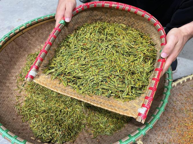 今秋的第一杯桂花龙井,冲水后满屋都是甜蜜的桂花香,触及舌尖的清甜太