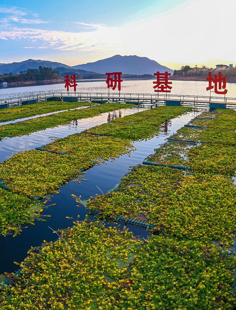 城市河流湿地水生植物种植特性及配置