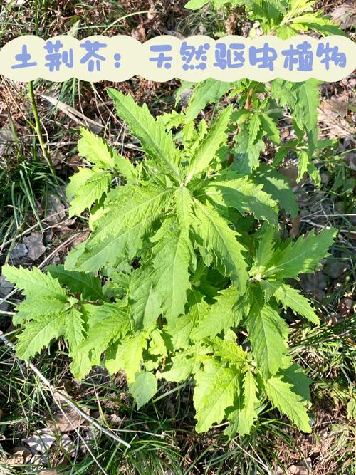 土荆芥天然驱虫神器