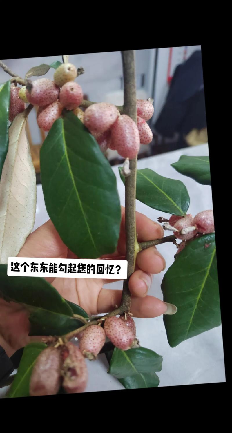 客家话叫"当调子",俗称"羊奶子",看到这,一下子又想到了自己的童年